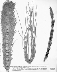 Equisetum telmateia image